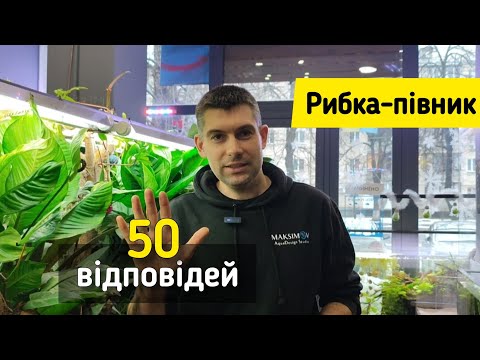 Видео: 50 швидких відповідей! - Все про рибку-півника в одному відео