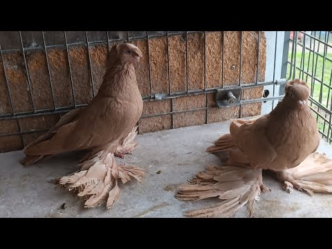 Видео: Узбекские голуби Pigeons الحمام Tauben  merpati کبوتر 鴿子 ハトkaʙūtar güvercinler porumbei 14/11/25