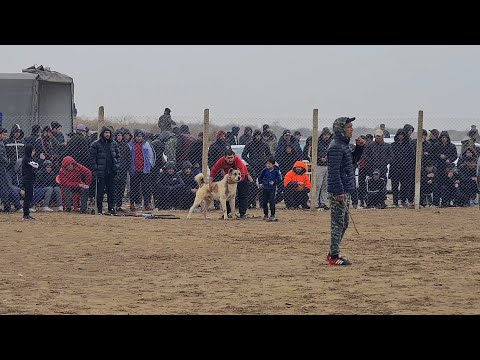 Видео: едем смотреть собак Ашхабад поле Тязе Заман Той Турнир!