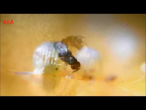 Видео: Трихограмма и хлопковая совка