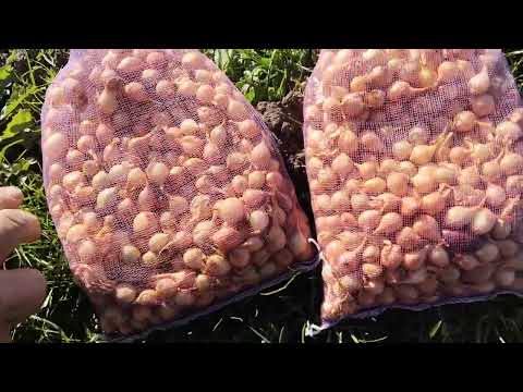 Видео: Садим лук осенью ,не наклоняясь🧅👍