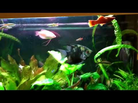 Видео: Интерактивный аквариумный туризм Сезон 4 Выпуск 20 Я его спрашиваю, а где моя задумка?(с)