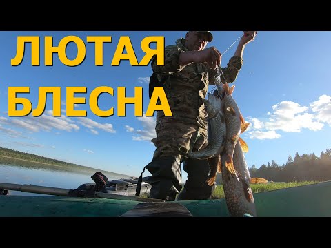 Видео: Рыбалка на Пинеге! Самая уловистая блесна!