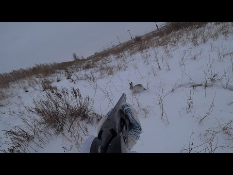 Видео: Охота на зайца 2024г. " Это что - то"