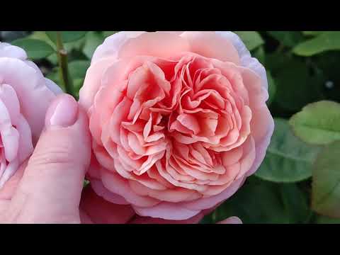 Видео: Моя любовь Розы Д. Остина, 10 сортов. ч. 1