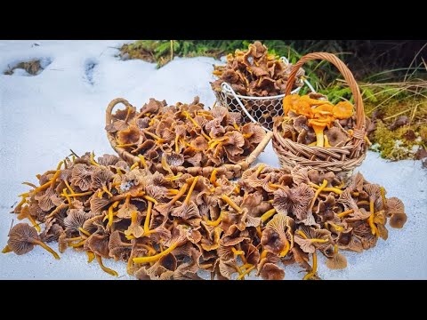 Видео: РАЗРЫВ ШАБЛОНА: ТРУБЧАТЫЕ ЛИСИЧКИ В ПОДМОСКОВЬЕ 27 НОЯБРЯ 2021!