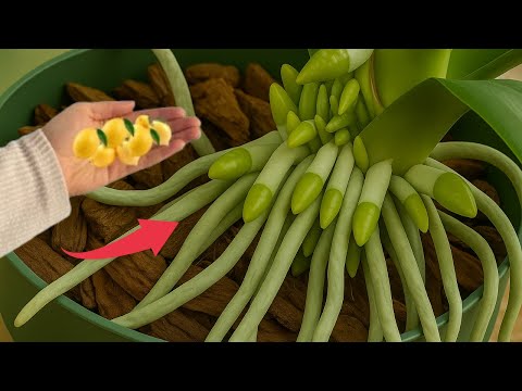 Видео: Всего один тонкий ломтик в неделю! Орхидеи дают на 500% больше цветков.