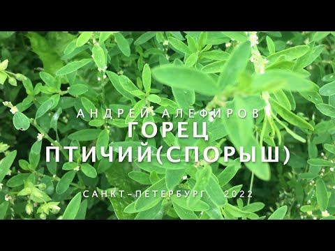 Видео: Горец птичий (спорыш). Алефиров А.Н.
