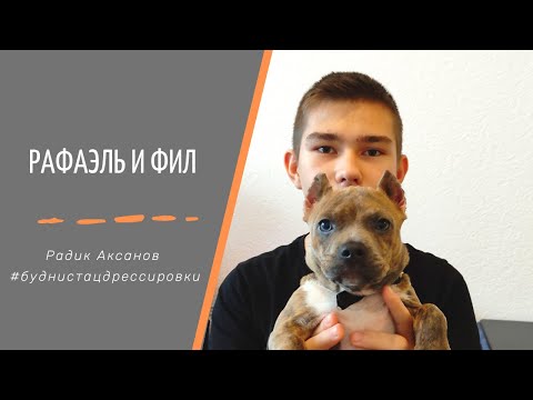 Видео: Воспитание щенка. Американский булли Фил | Радик Аксанов