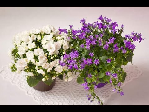 Видео: Кампанула зимой. (2022год)