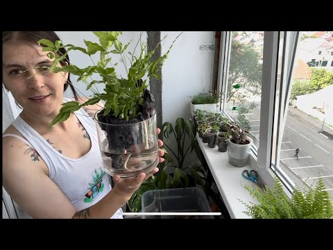 Видео: Распаковка/ Пересадка/ Болтовня