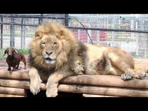 Видео: Эң коркунучтуу душманың эң жакын досуң болуп калышы мүмкүн | Орус тилин текст аркылуу үйрөнүү