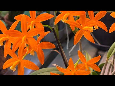 Видео: Обзор моих целогин и цветение в теплице 🌼