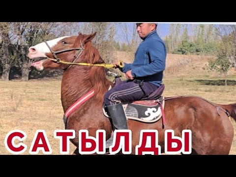 Видео: 31 октября 2025 г.