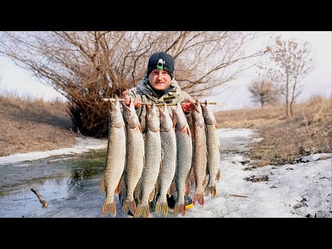 Видео: ОТКУДА ЗДЕСЬ ТАК МНОГО ЩУКИ?! Весенний жор щуки. Вот это рыбалка на жерлицы.