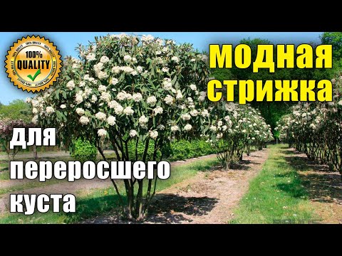 Видео: Формировка растений зонтом. Обрезка, формировка растений. Калина Гордовина, мульти-штамб.