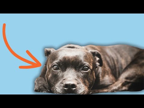 Видео: 9 критических ошибок, которых следует избегать ради эмоционального благополучия вашего питомца