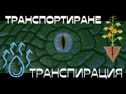 Видео: Транспортиране в растенията  и Транспирация на вода