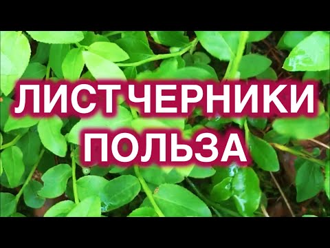 Видео: Лист черники для зрения, от давления, для снижения сахара. Сбор и заготовка черничного листа