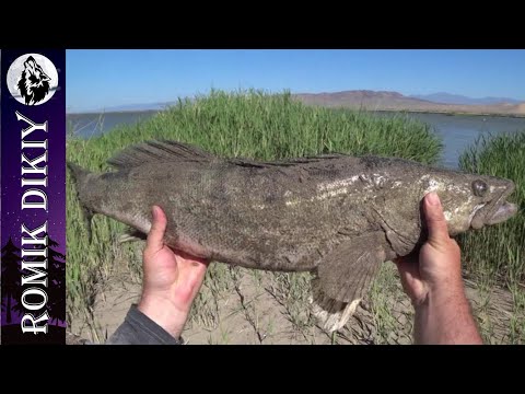 Видео: Рыбалка на судака и змеголова. Михайловское озеро.