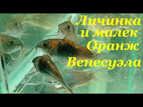 Видео: Коридорас венесуэла оранж разведение Личинка и малек Венесуэла Оранж