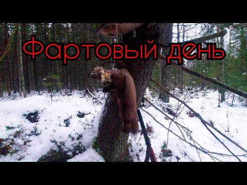 Видео: ПРОВЕРКА КАПКАНОВ/ФАРТОВЫЙ ДЕНЬ/КУНИЦА ЕСТЬ