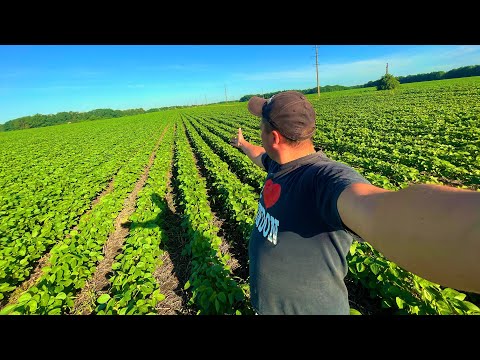 Видео: Я думав рідкіше нас не посіяв ніхто😂соя д Вані на міжрядді 70,13 кг на га,8шт на метр