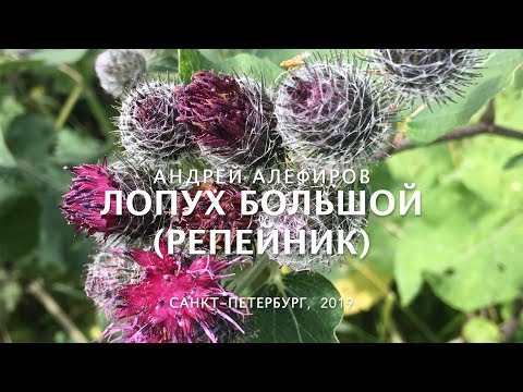 Видео: Лопух большой (репейник). Алефиров А.Н.