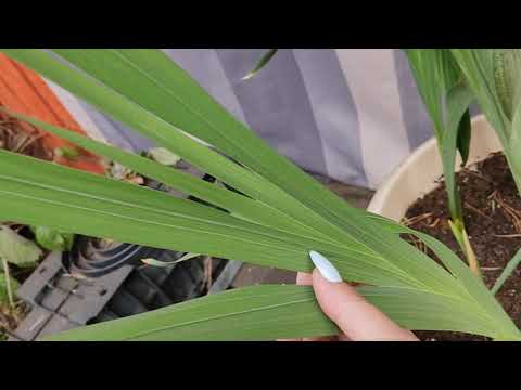 Видео: 🤧Мой печальный опыт выращивания гладиолусов в напольных горшках.