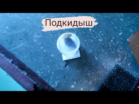 Видео: МНЕ ПОДКИНУЛИ УЛИТКУ ПОД ДВЕРЬ || ПОДКИДЫШ