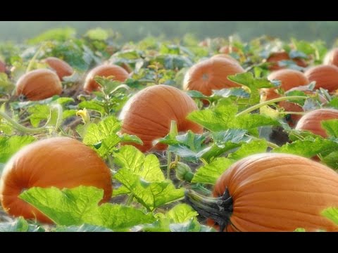 Видео: Две невести тикви брали