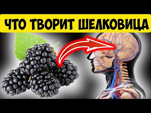 Видео: Чем полезна шелковица?  Польза шелковицы для здоровья человека. Тутовник