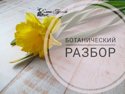 Видео: Нарцисс.Разбор цветка.Видеоразбор цветов от Елены Гуреевой.