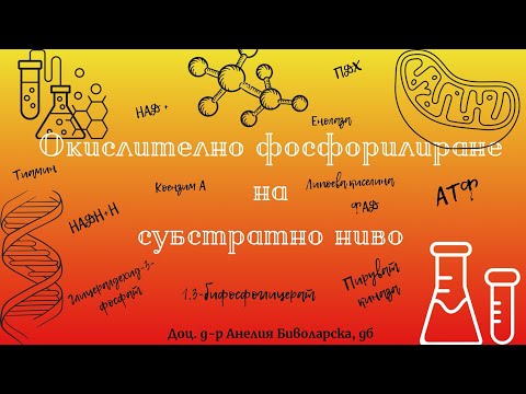 Видео: Окислително фосфорилиране на субстратно ниво/Oxidative phosphorylation at substrate level