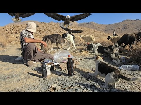 Видео: Жизнь кочевников | Потрясающая охота на орлов, заснятая на камеру в отдалённых холмах