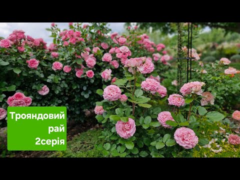 Видео: Трояндовий рай 2025 2серія.