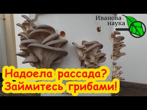 Видео: 100 кг грибов из одной шляпки: супер способ выращивания грибов ИЗ МАГАЗИНА в домашних условиях.
