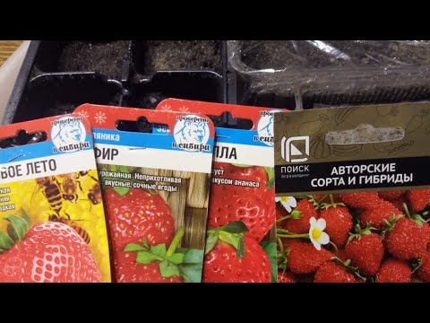 Видео: ПОСЕВ КЛУБНИКИ ЗЕМЛЯНИКИ САМЫМ ЭФФЕКТИВНЫМ СПОСОБОМ! ВСХОЖЕСТЬ 100%!