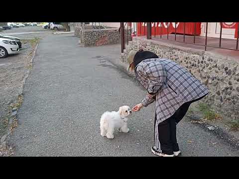 Видео: 374. Первые прогулки Бишон фризе.