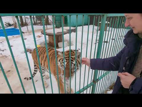 Видео: В гостях у "Дома Тигра"