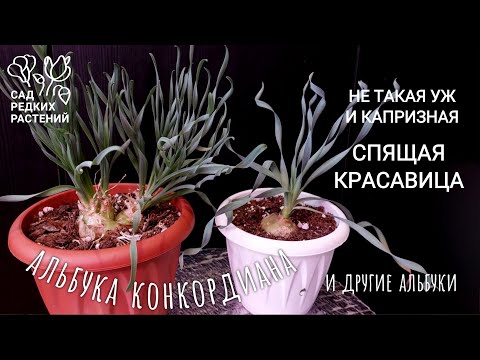 Видео: АЛЬБУКА КОНКОРДИАНА, основные правила ухода и годичный цикл