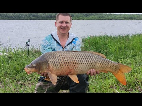 Видео: Ловля Сазана на Реке Дон!!!Этот монстр сломал подсак!!!