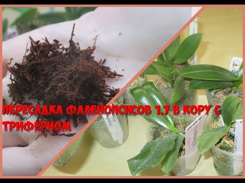 Видео: Пересадка фаленопсисов размера 1.7 из мха в кору с tree fern