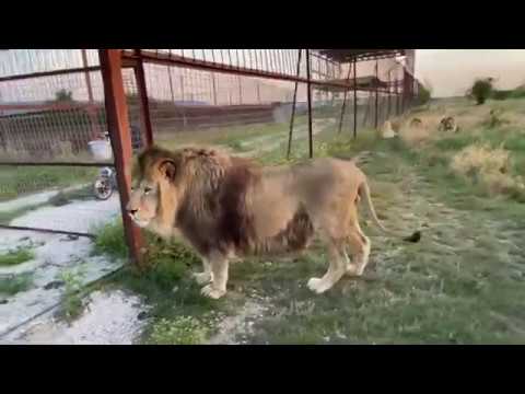 Видео: Мы выпускаем БЕЛУЮ ЛЬВИЦУ в савану! ЛЬВЫ ОКРУЖИЛИ МАШИНУ !Russian Lion man !