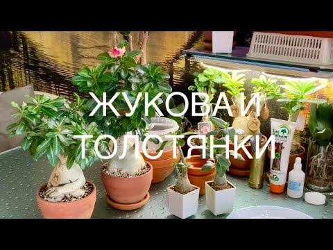 Видео: Пересадка адениумов.🪴