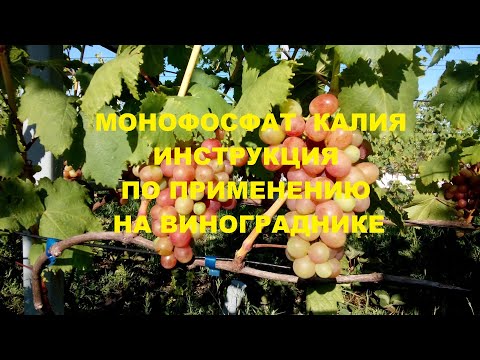 Видео: Монофосфат калия. Инструкция по применению против милдью, оидиума и некорневой подкормки винограда