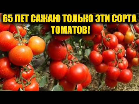 Видео: Эти ТОМАТЫ обязательно посажу в 2025. Томаты посадил и не знаешь проблем, много урожайных сортов!