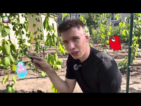 Видео: План работы на винограде в сентябре -2025🍇  #garden #дача 