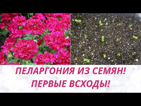 Видео: ПЕРВЫЕ ВСХОДЫ Пеларгонии! ВЗОШЛИ НА 2 ДЕНЬ. ОБЗОР.
