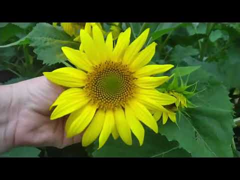 Видео: ВЕЧЕР ПРОГУЛКА ПО ОГОРОДУ В селе у СВЕКРУНЬКИ !!!